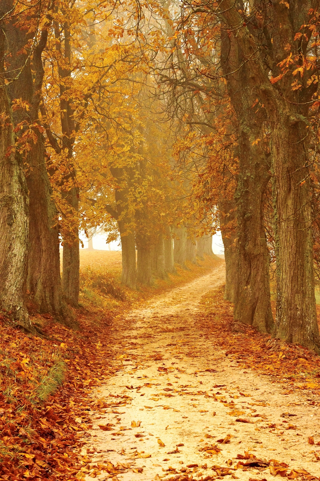 autumn-autumn-colours-brown-countryside-358238